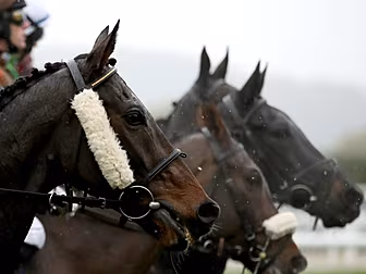 Four new cases of equine flu d...