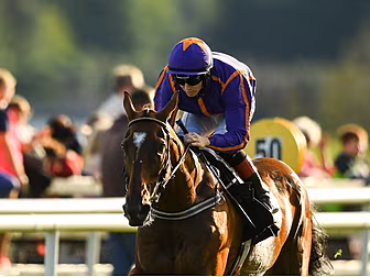 Wicklow Brave dies after fall...