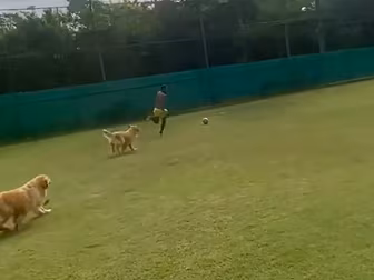 WATCH: Neymar trains with dogs...