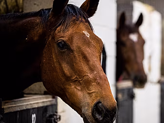 Cheveley Park Stud remove hors...