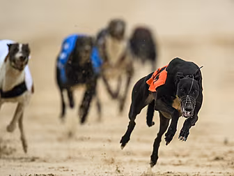 WATCH | Should the greyhound r...