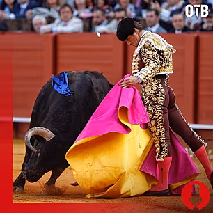 Bullfighting takes fresh promi...