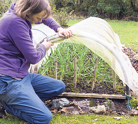 Feed autumn planted onion