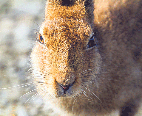 In 17th century West Cork, it was believed that eating hare meat would enhance ones beauty. 