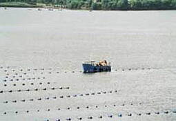 Mussel Farm