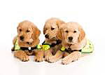 Puppy Walkers