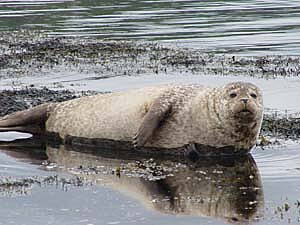 seal.