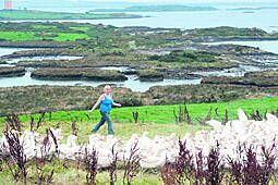 Ballydehob Duck Farm