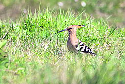 Hoopoe