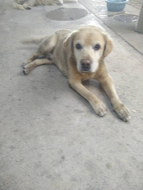 The labrador relaxes at Bantry Garda Station after his ordeal this morning