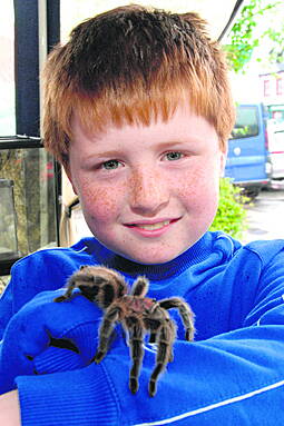 Tarantula