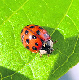 Harlequin Ladybird