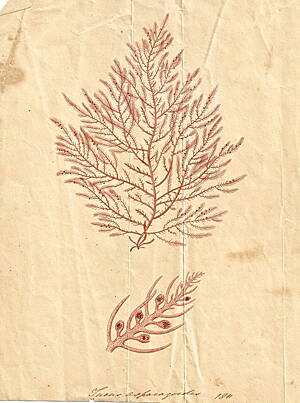 One of botanist Ellen Hutchins seaweed drawings