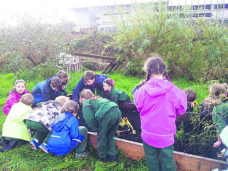 Pupils from the Gaelscoil in Skibbereen harvesting some of the fruits of the orchard