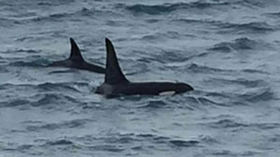 Killer whales spotted off Baltimore Image