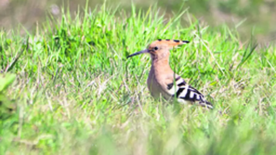 Warm weather brings the exotic Hoopoe with it Image