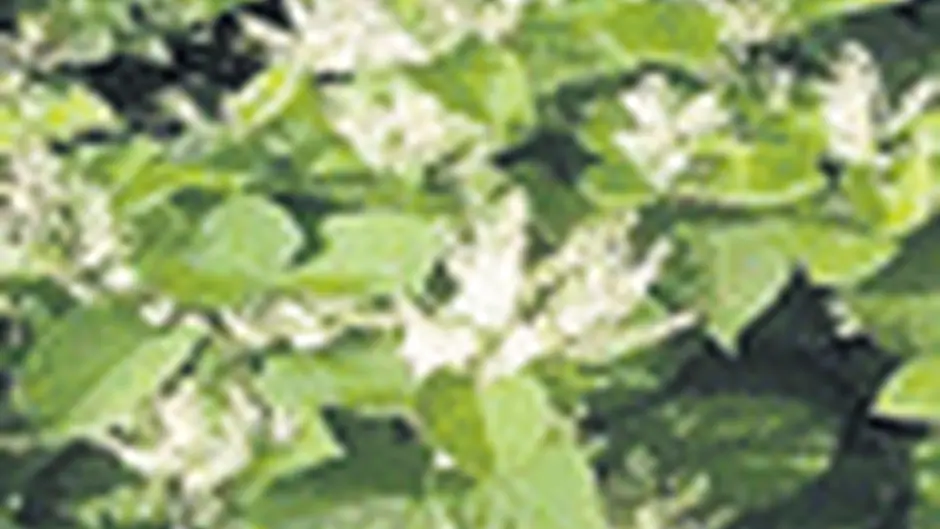 Knotweed halts Schull road repairs for three years Image
