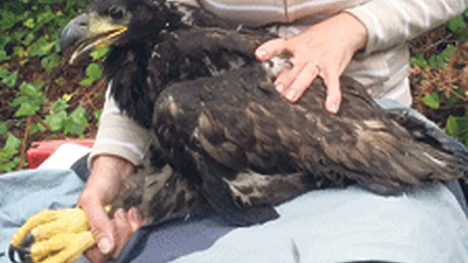 Cork born male eagle is fitted with satellite tag Image