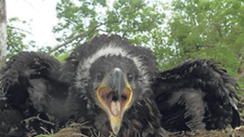 Hopes are high for Corks first white tailed eagle in century Image