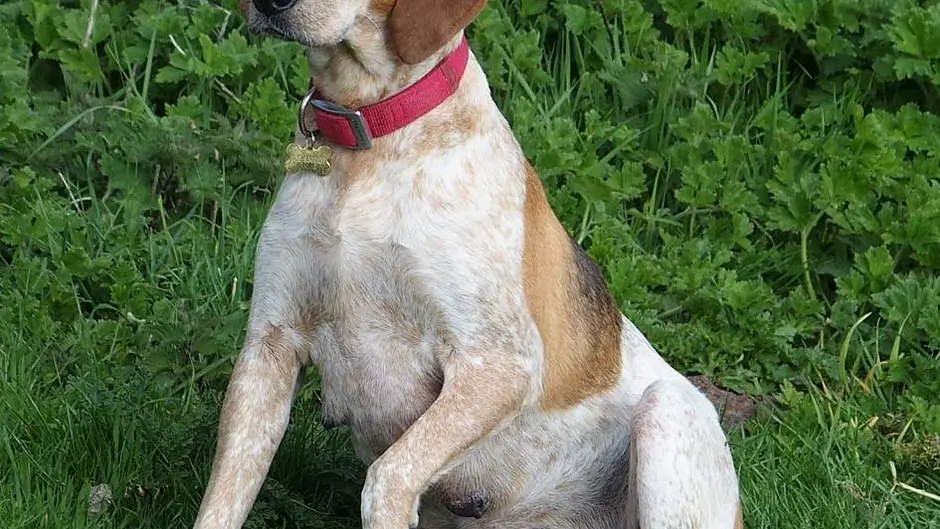Search continues for missing hound Image