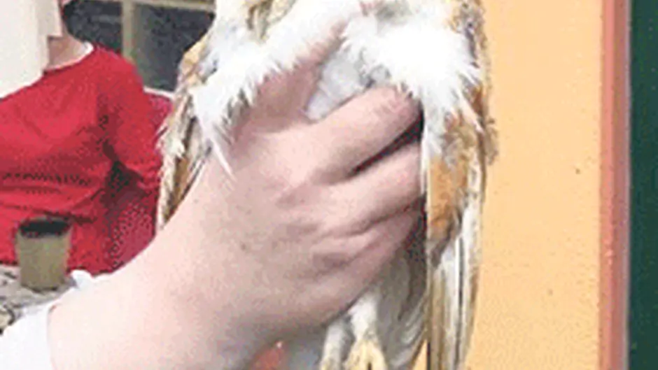 Double tragedy of injured barn owls that didnt make it Image