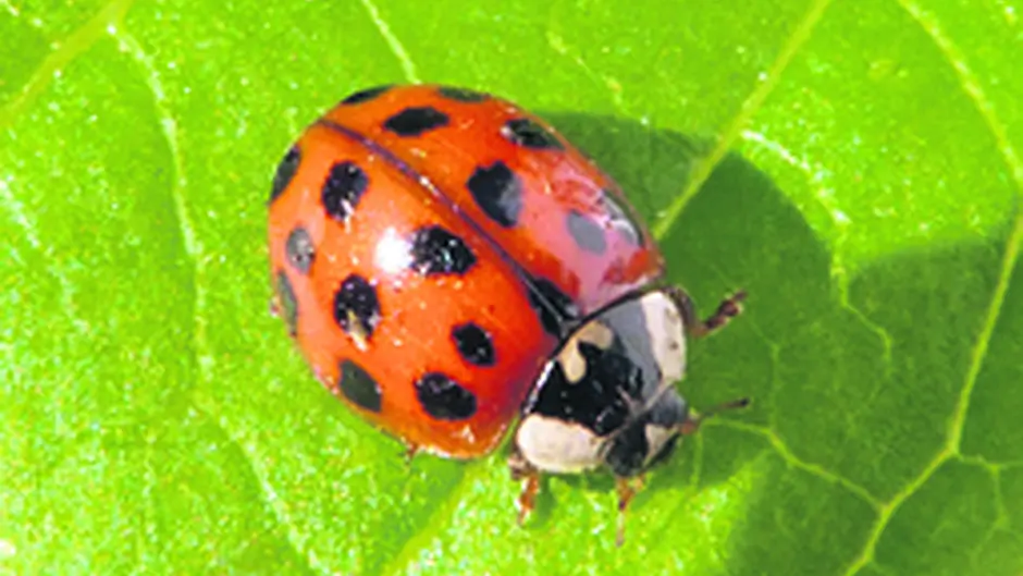 Help scientists find out how the Harlequin ladybird has spread Image