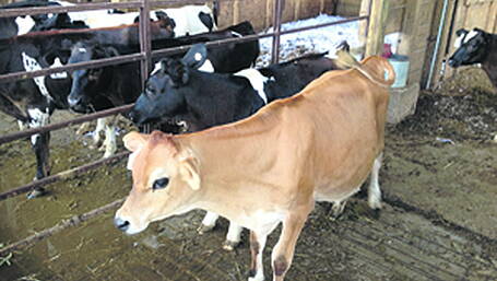 Frontline farming Image