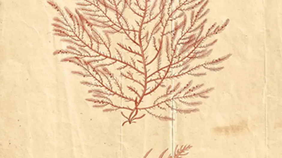 Festival pays tribute to first lady botanist Image