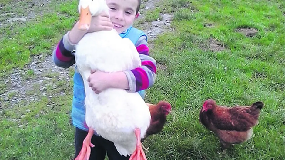 Dogs ducks and more for animals blessing in Beara Image