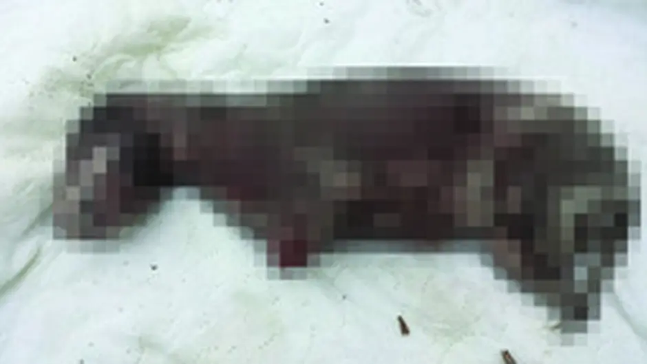 Horror attack on puppy shocks Skibbereen Image