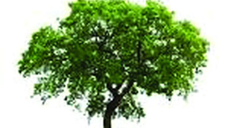 Tree lovers branching out with forest plan Image