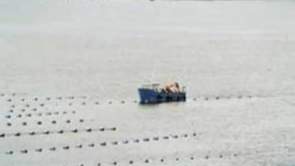 Cork shellfish producers in severe crisis as crop is lost Image