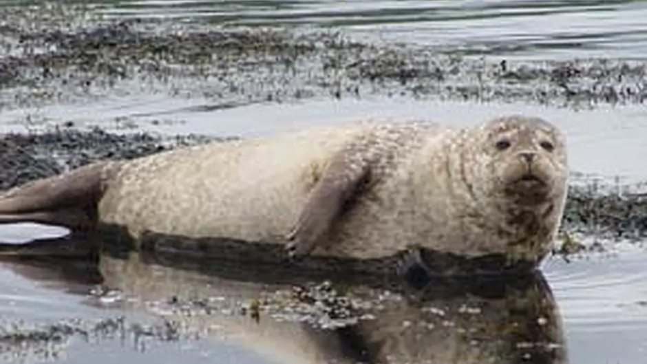 Seal colonies posing threat to fishing TD Image