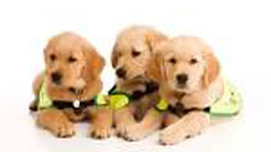 Puppy walkers are needed Image