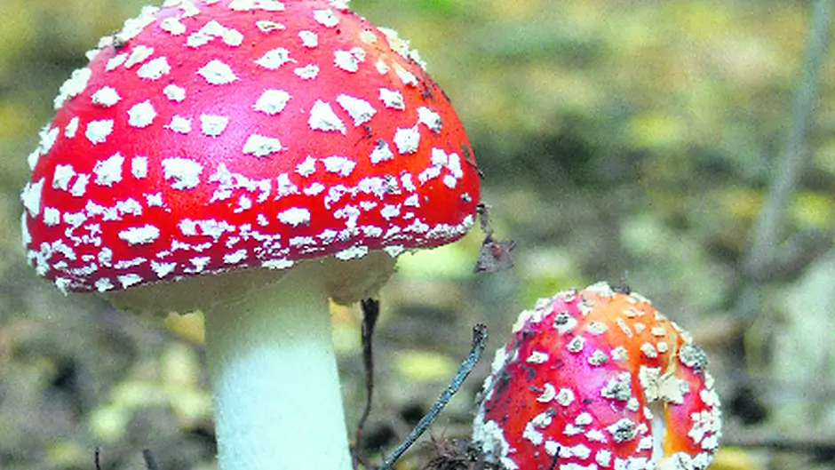 Mushrooms and other fungi Image