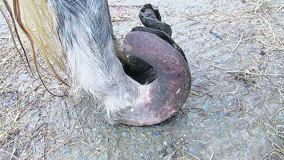 ISPCA seize ponies on West Cork lands Image
