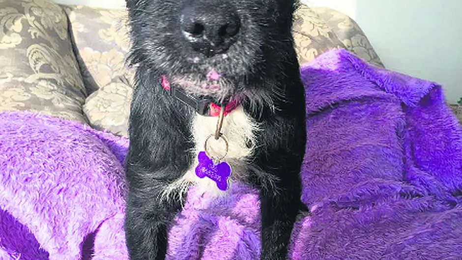 Dog badly injured in badger baiting incident Image