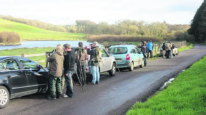 Birdwatchers flock to West Cork as rare bittern spotted Image