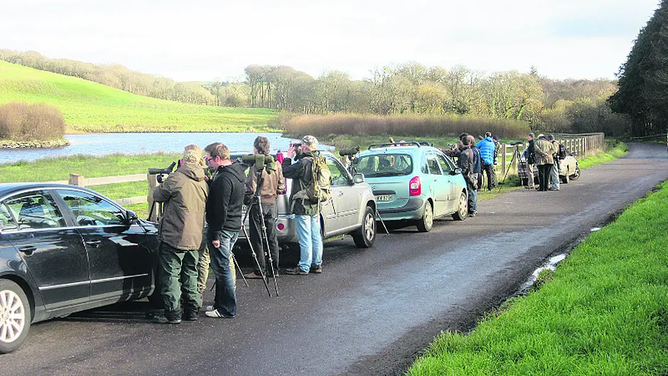 Birdwatchers flock to West Cork as rare bittern spotted Image