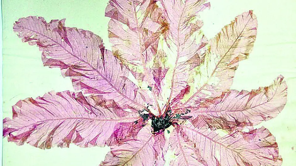 New discoveries about botanist Ellen Hutchins will be revealed in memoirs Image