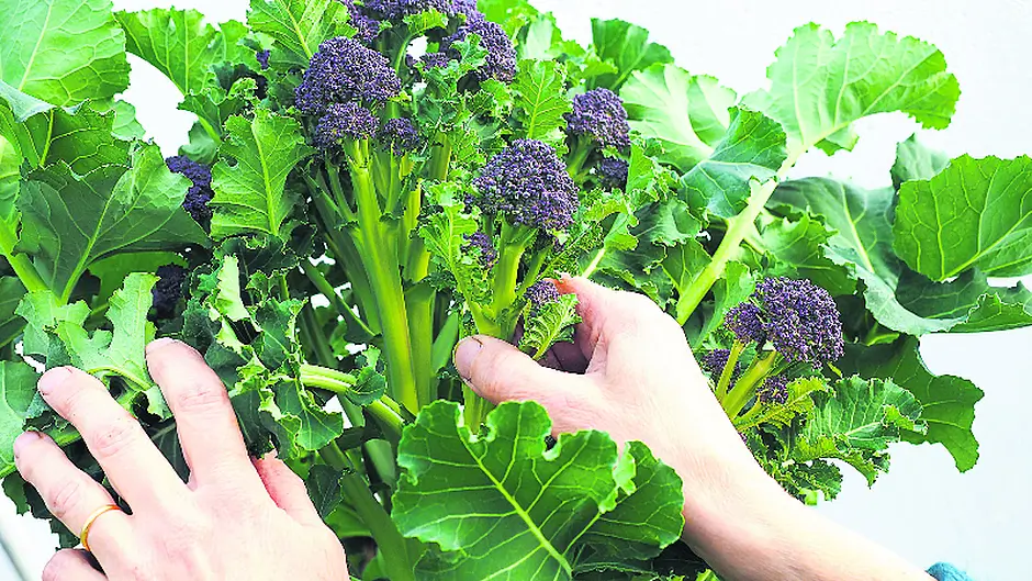 An important month for veg Image