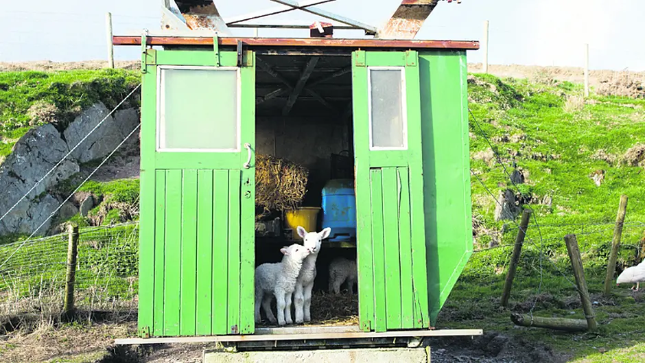 Wool you look at this? Not a baaa-d place to shleep .… Image