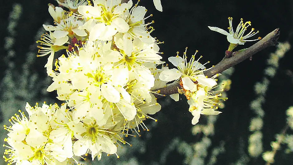 The blackthorn is a hardy survivor Image