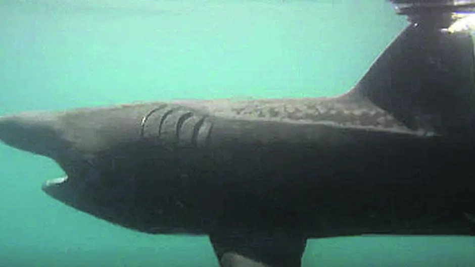 Sharks are basking in our summer sun Image