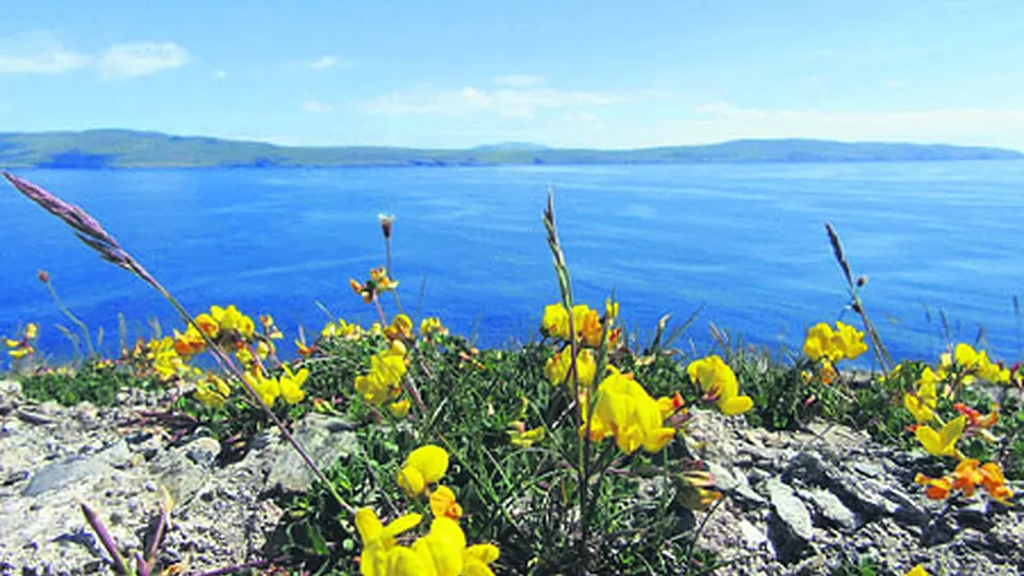 Celebrating the biodiversity of our coast Image