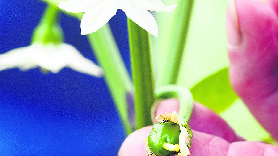 Many plants have reached full potential Image