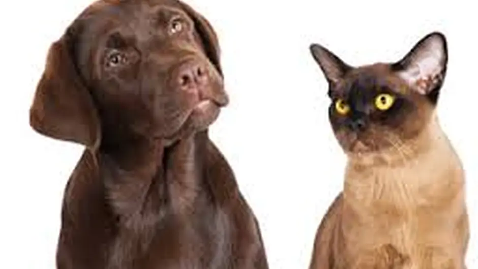Dealing with worms in your animals Image