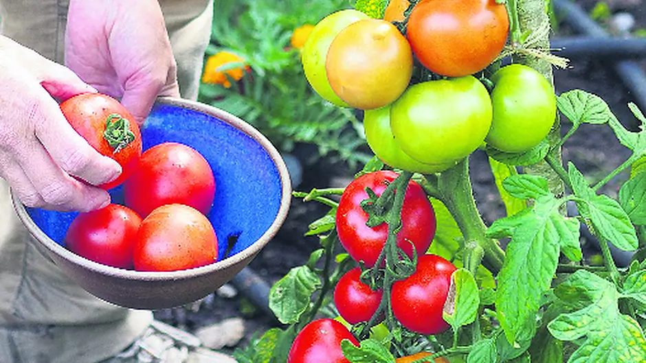 August gardens offer a fantastic variety of vegetables Image