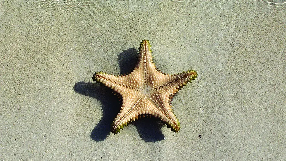 The secret lives of starfish Image