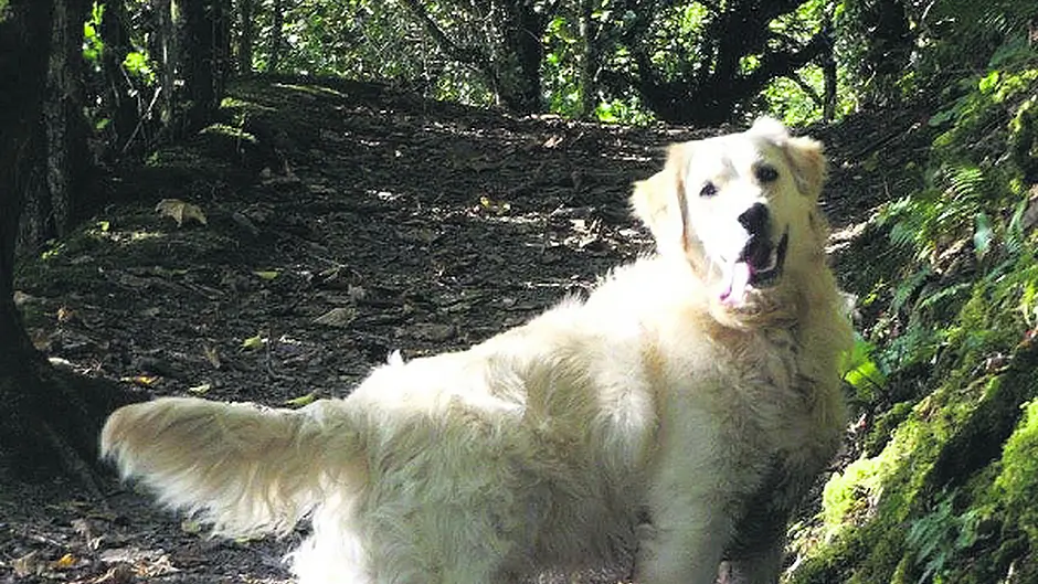 Happy ending as Ryan's buddy ‘Quinlan' is found safe and well Image